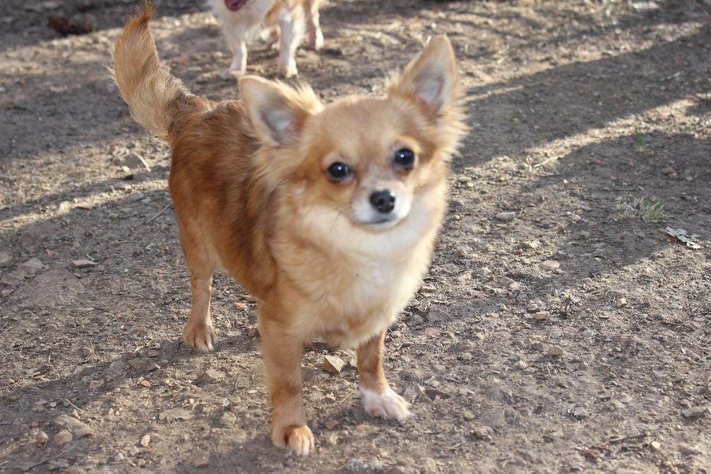 Les Chihuahua de l'affixe   De L'Univers De Kerplanque