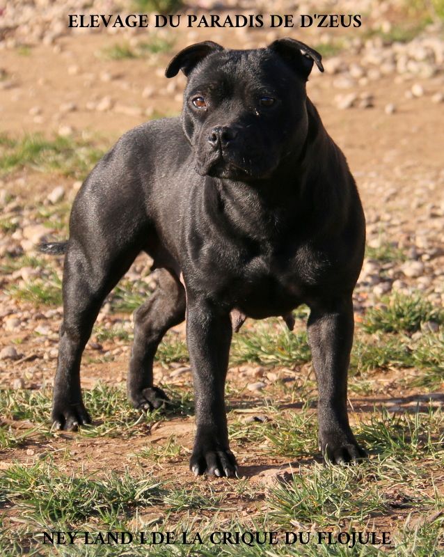 Les Staffordshire Bull Terrier de l'affixe   Du Paradis De D'zeus