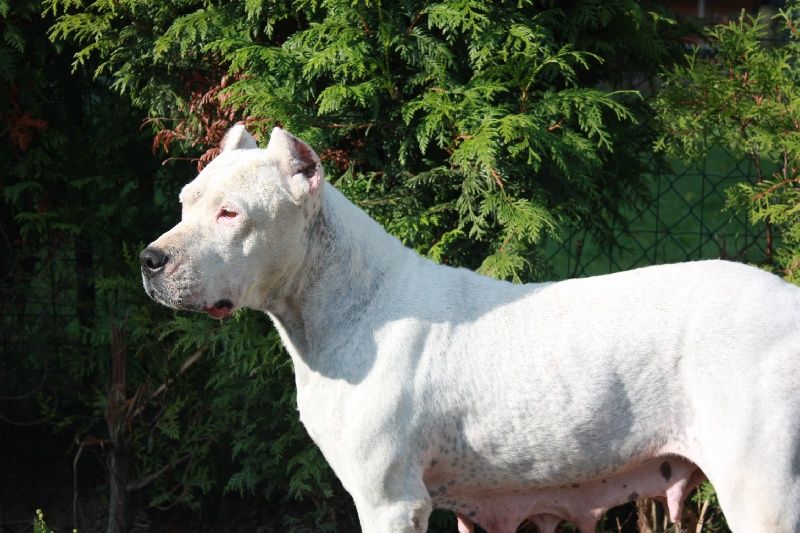 Les Dogo Argentino de l'affixe   du Domaine du Sable Blanc