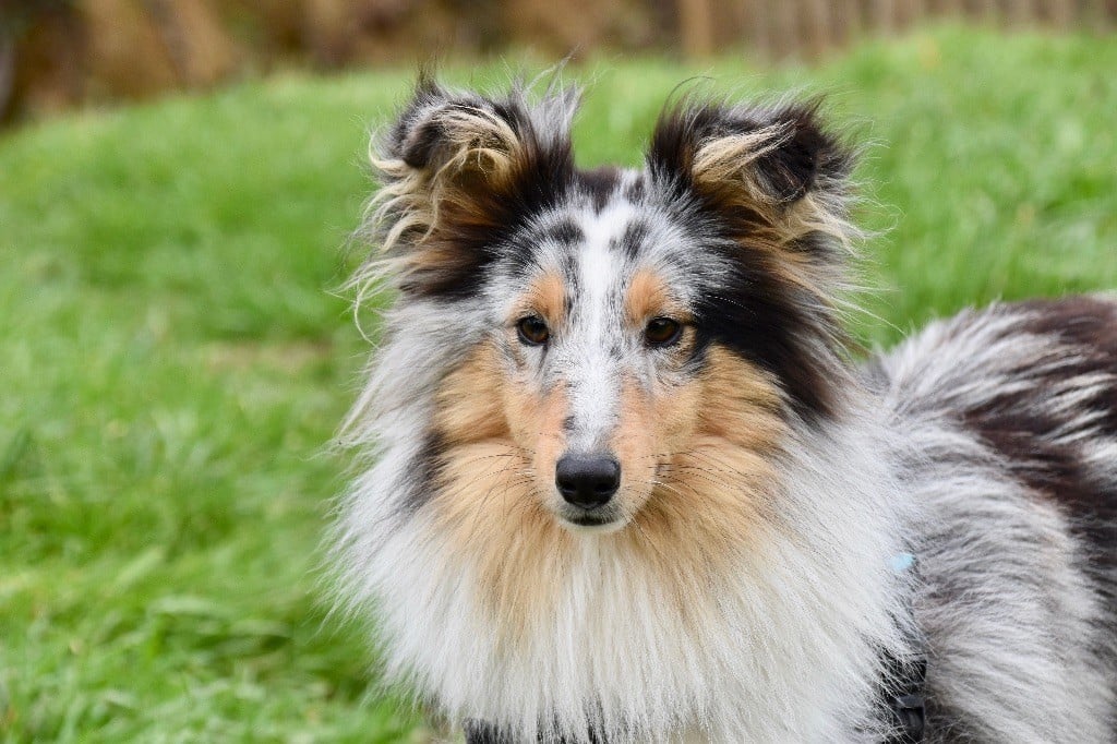 Les Shetland Sheepdog de l'affixe   De La Vallée Du Petit Pré