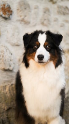 https://chiens-de-france.com/photo/chiens/2020_02/tn200/TN200_202605162303096a08db8d91932.jpg