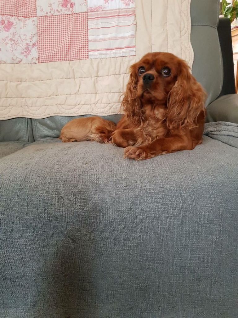 Les Cavalier King Charles Spaniel de l'affixe   Du Domaine Du Jardin Des Roses