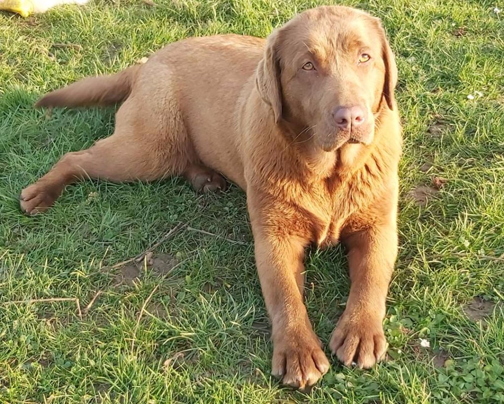 Les Labrador Retriever de l'affixe   Au Jardin De Nelson