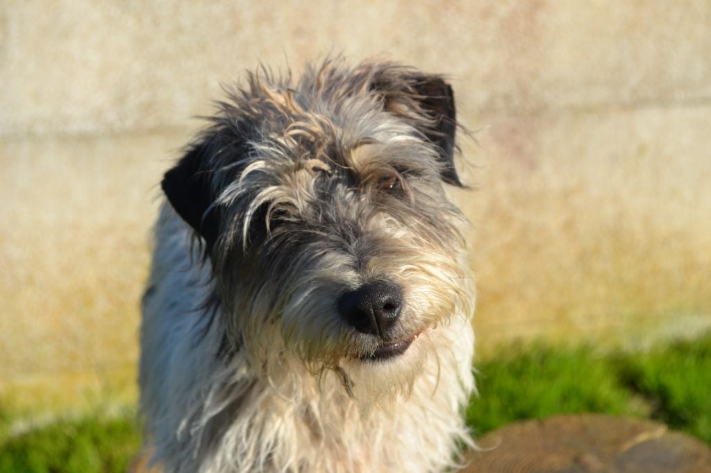 Les Parson Russell Terrier de l'affixe   De la tribu de kitchi