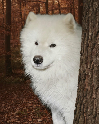 CH. Yeruslan voin iz chertoga belogo simurana