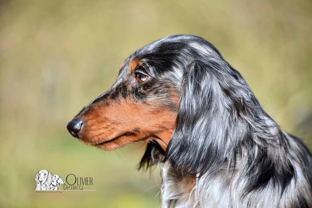 CH. Maximus Of German Lovely Dogs