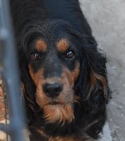 https://chiens-de-france.com/photo/chiens/2020_06/tn200/TN200_chiens-Cocker-Spaniel-Anglais-1b37cb47-bec5-6354-b1d5-2c798f8ecd1d_min.jpg
