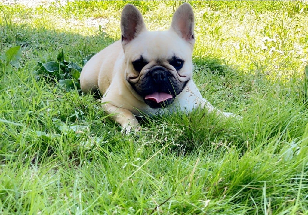 Les Bouledogue français de l'affixe   Du Domaine Des Bisounours