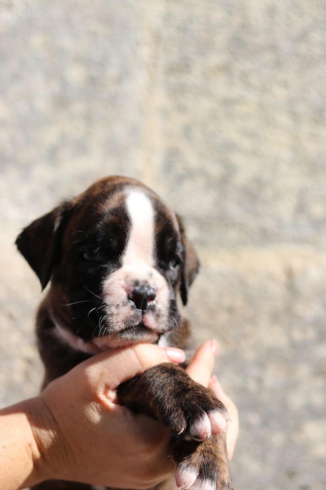 P'wouest (perceval) De La Belgariade