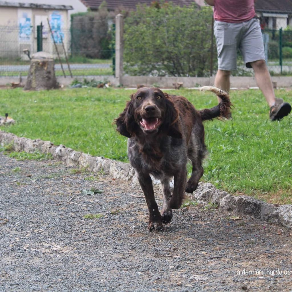 Les Chien d'Oysel allemand de l'affixe   De La Dernière Harde De Sologne