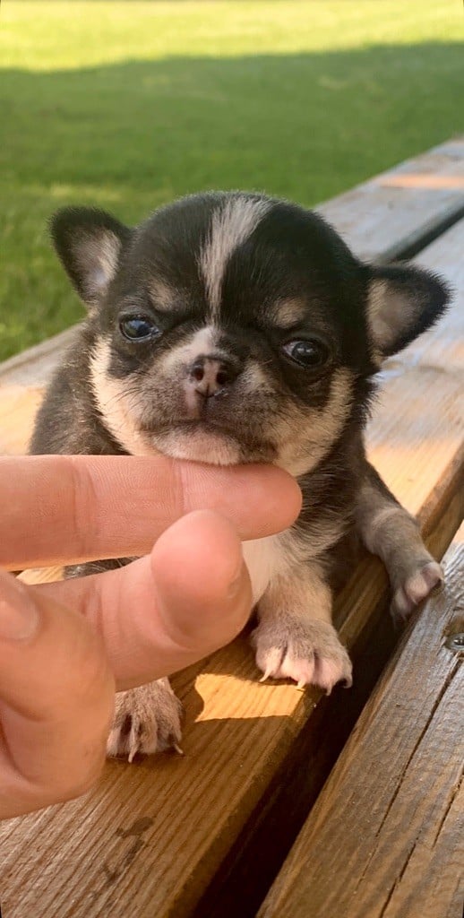 Les Chihuahua de l'affixe   Des Pattounes Douces