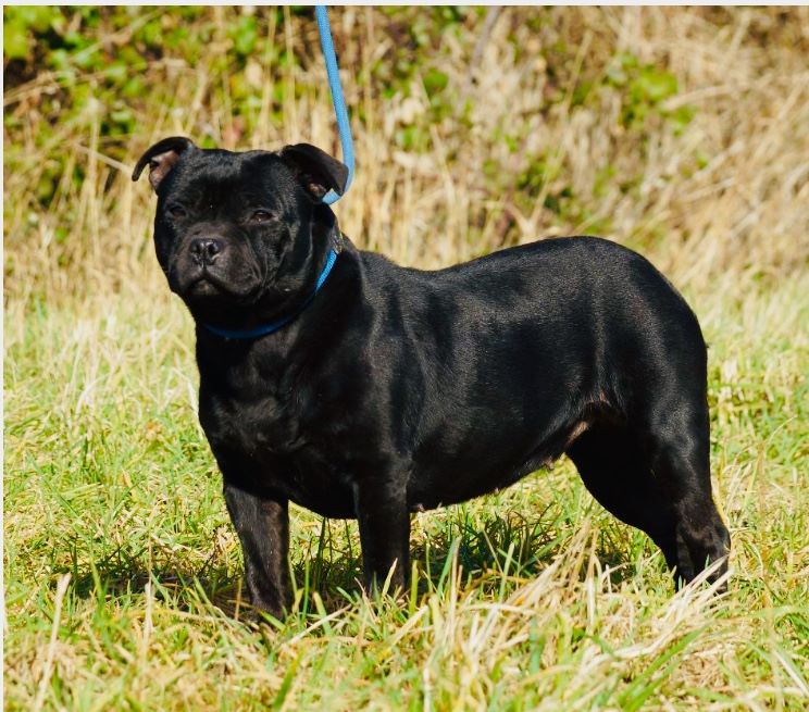 Les Staffordshire Bull Terrier de l'affixe   Des Centaures Du Mont Pelion