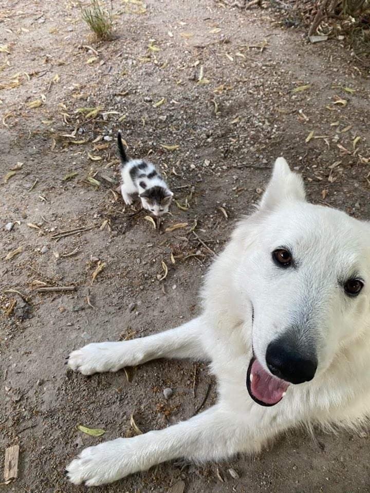 Les Berger Blanc Suisse de l'affixe   du Tilleul Centenaire