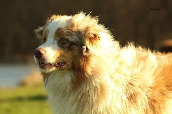 Les Chien d'ours de Carelie de l'affixe   Of Euskal Bailara