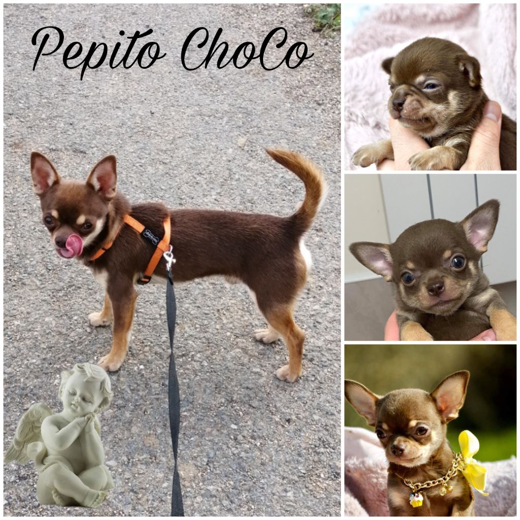 Pepito choco Des Pattounes Douces