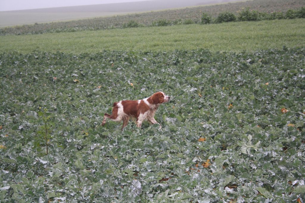 Les Epagneul Breton de l'affixe   de Rocancourt