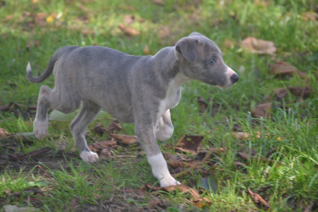 Les Whippet de l'affixe   Du domaine des perles rares