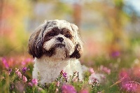 https://chiens-de-france.com/photo/chiens/2020_10/tn200/TN200_chiens-Shih-Tzu-7d85c8c2-c5a3-2304-699a-c2c6d948d072_min.jpg