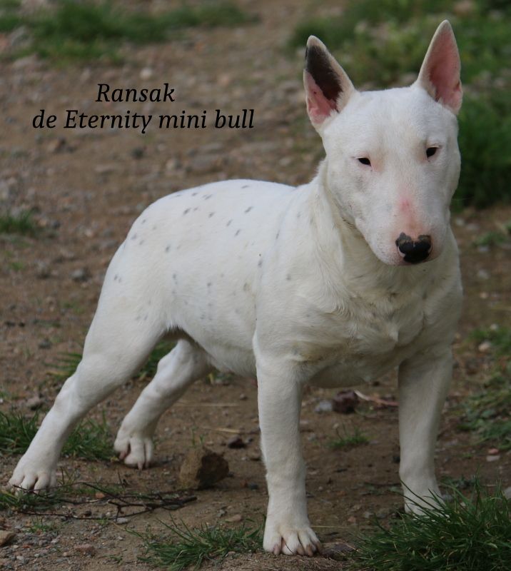 Les Bull Terrier Miniature de l'affixe   Du Paradis De D'zeus