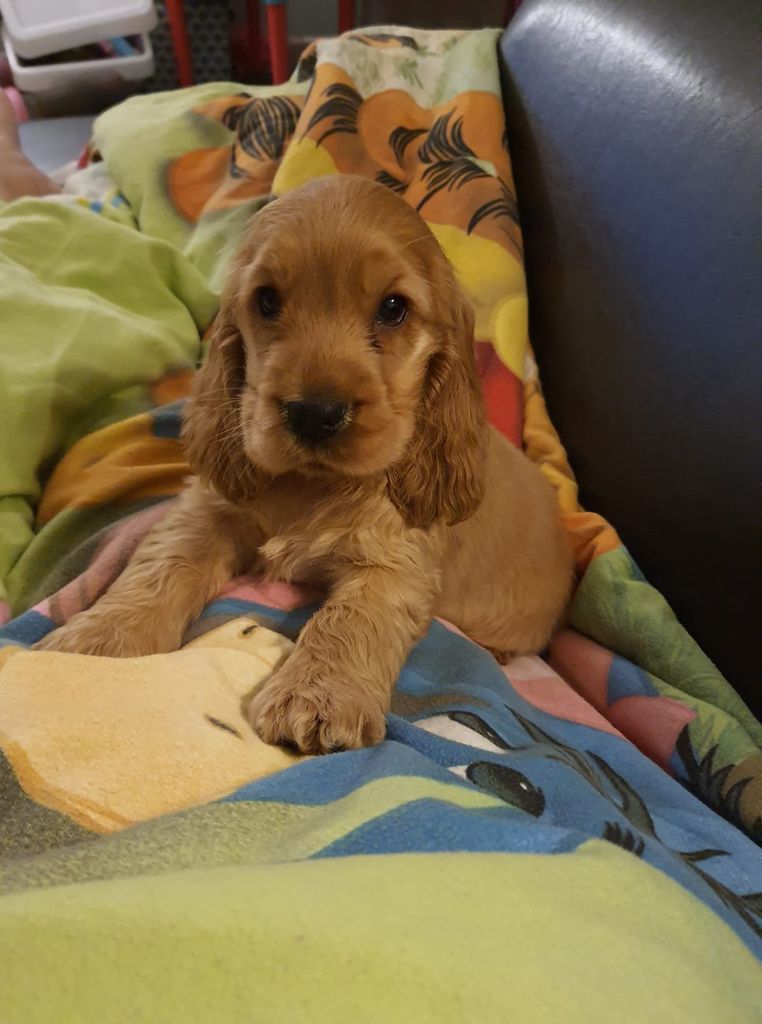 Les Cocker Spaniel Anglais de l'affixe   Audrey Delmarquette