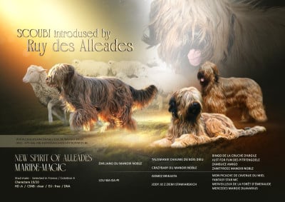 New spirit of alleades maribe magic