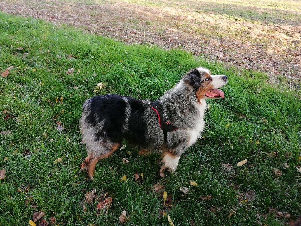 Jook Du champ de l'ormeau