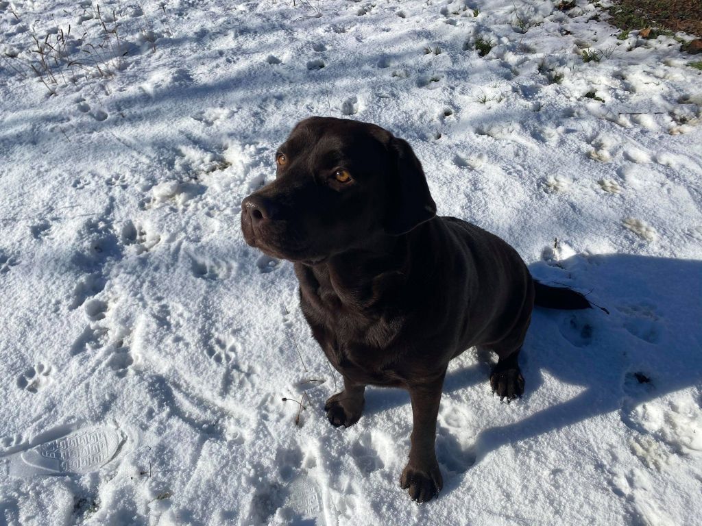 Les Labrador Retriever de l'affixe   Du Domaine De Matacharre