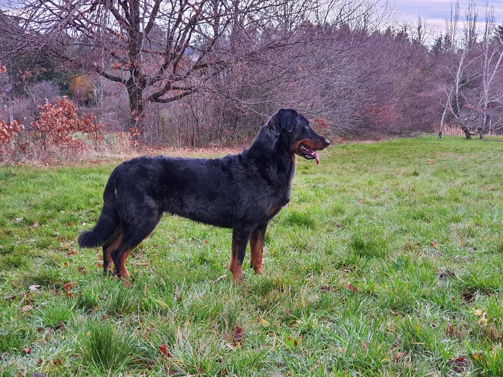 De L'Allée Des Bois Mélusine argentée by hati