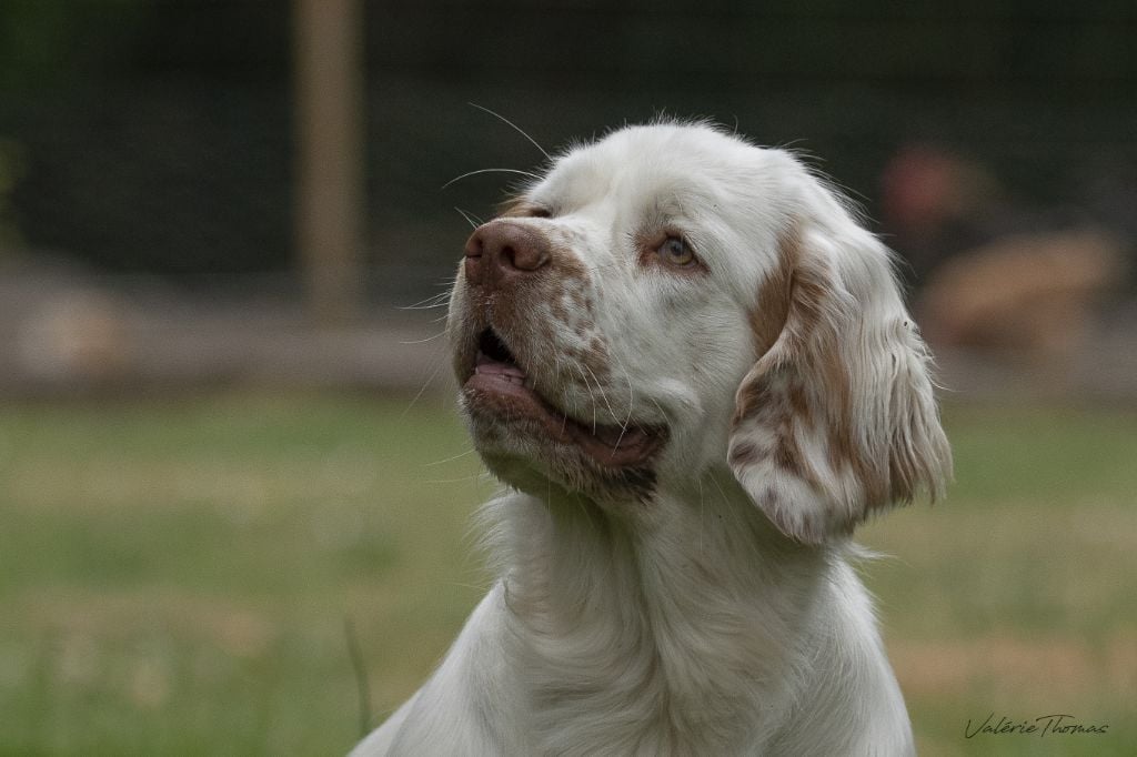 Les Clumber Spaniel de l'affixe   De La Croix Des Bruyeres