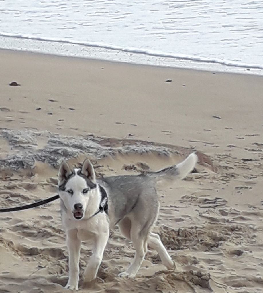 Les Siberian Husky de l'affixe   Mickael Martin