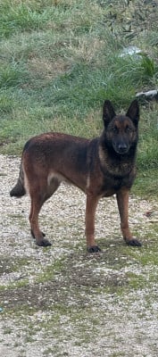 https://chiens-de-france.com/photo/chiens/2021_01/tn200/TN200_2026032407310569c22fa9afe00.jpg