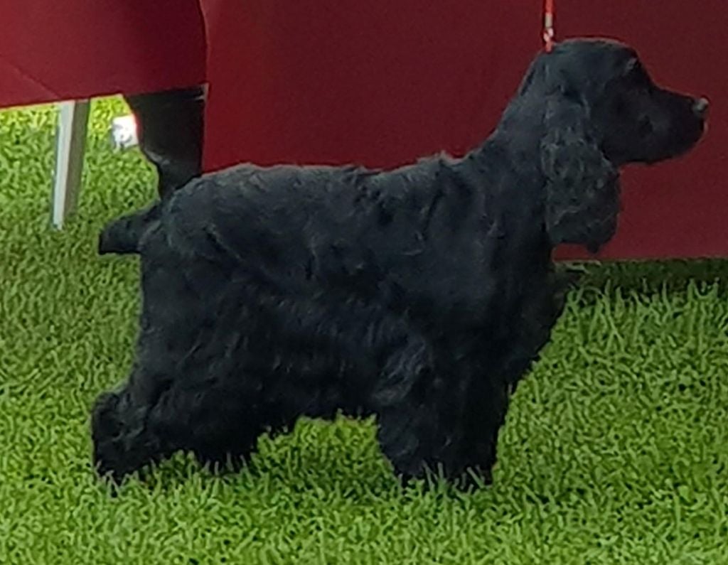 Les Cocker Spaniel Anglais de l'affixe   Des Vallees De Yeuse