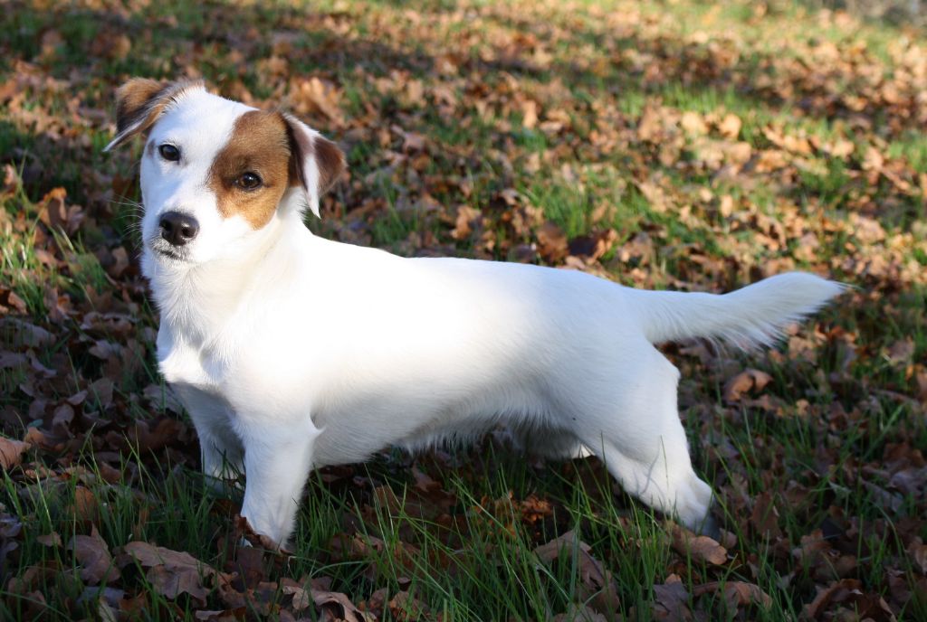 Les Jack Russell Terrier de l'affixe   De L'arche De Chambord