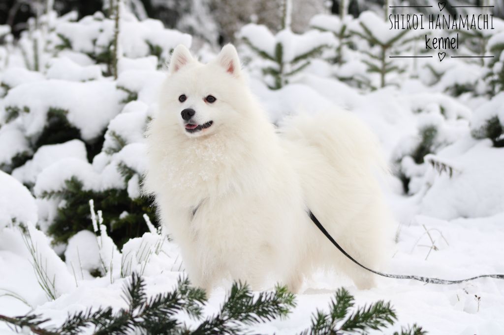 Chien Elevage Of Shiroi Hanamachi Eleveur De Chiens Spitz Japonais