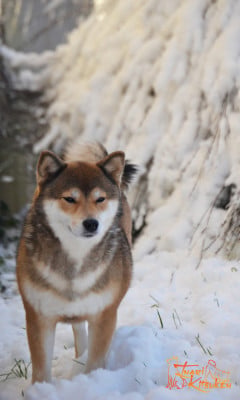 https://chiens-de-france.com/photo/chiens/2021_02/tn200/TN200_2026030817134369ada0378cea9.jpg
