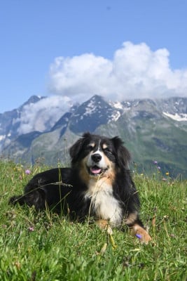 Pao Des Bergers Aux Yeux De Ciel