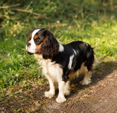 https://chiens-de-france.com/photo/chiens/2021_03/tn200/TN200_202605260746006a1533982a1ee.png