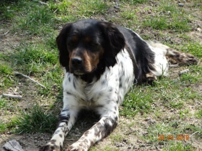 https://chiens-de-france.com/photo/chiens/2021_03/tn200/TN200_202606271309466a3faf7aa6195.jpg