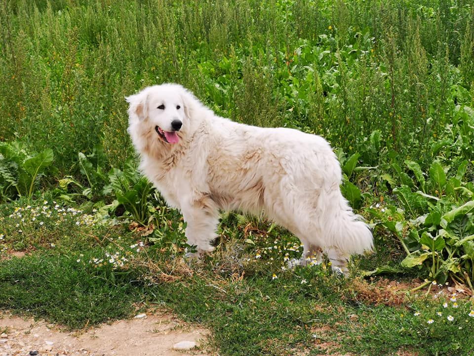 Mélodie dit maddie De L'Appel De La Montagne