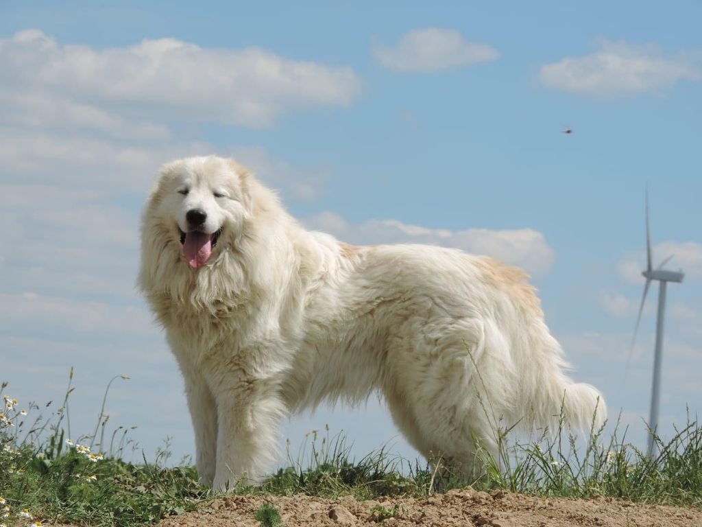 CH. My little mountain nutsuko De L'Appel De La Montagne