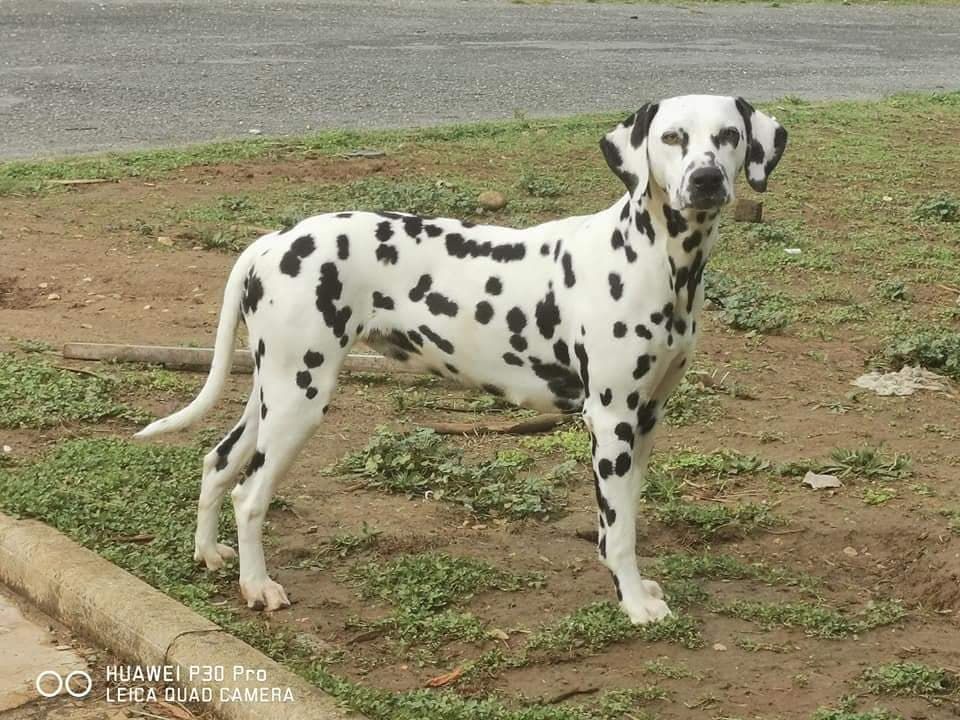 Les Dalmatien de l'affixe   of Castle of Youngs