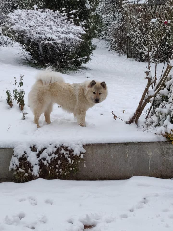 Rek'sai Du Royaume Des Terres Gelées