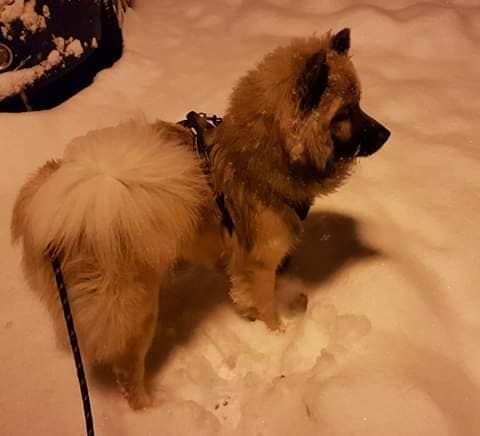 Reiko Du Royaume Des Terres Gelées