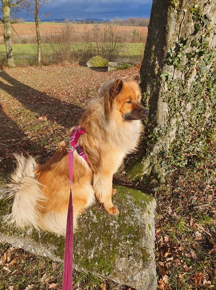 Roxy Du Royaume Des Terres Gelées