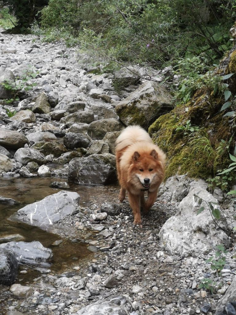 Pacha Du Royaume Des Terres Gelées