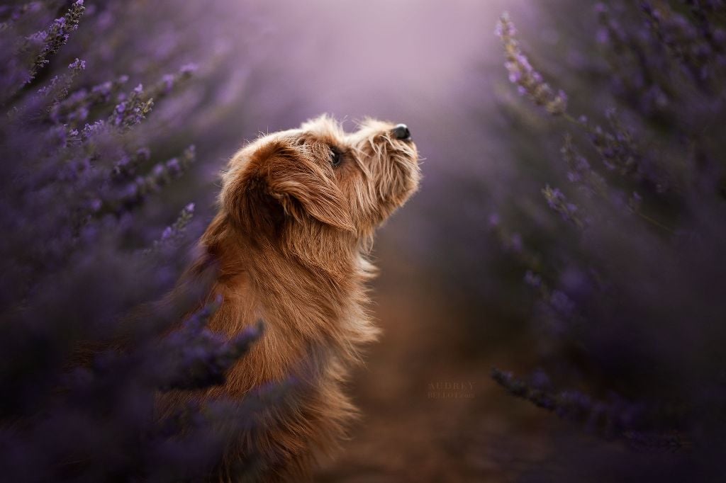 Les Norfolk Terrier de l'affixe   Du Clos De Belara