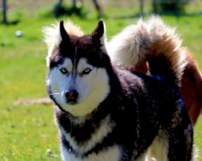 https://chiens-de-france.com/photo/chiens/2021_04/tn200/TN200_202605112217156a02394b666f2.jpg