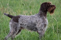 Chiots De La Race Griffon D Arret A Poil Dur Korthals Disponibles Sur Chiots De France