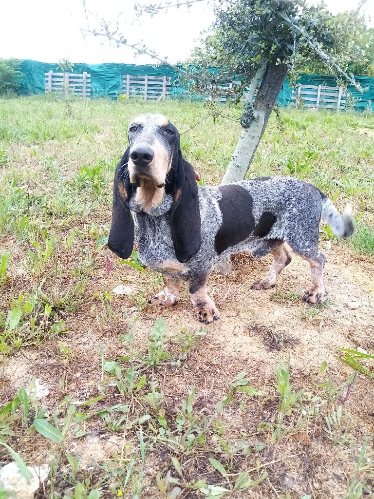 Les Basset bleu de Gascogne de l'affixe   Du Clos De Brignagues