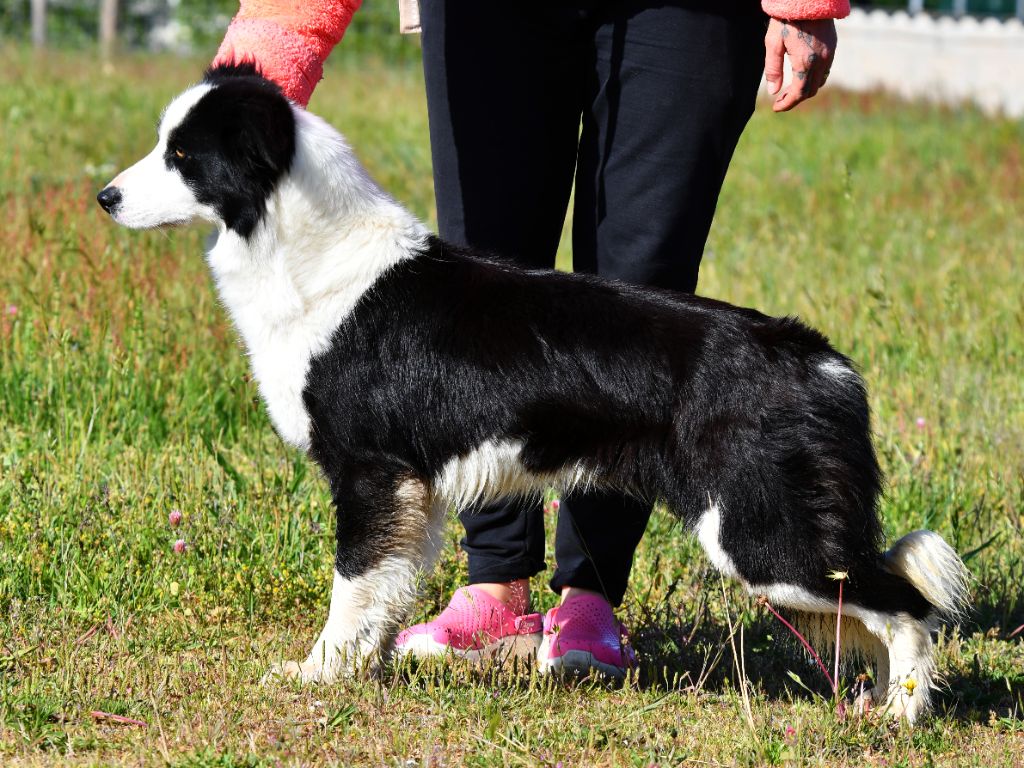 Les Border Collie de l'affixe   Des Bergers des Mille et Une Nuit